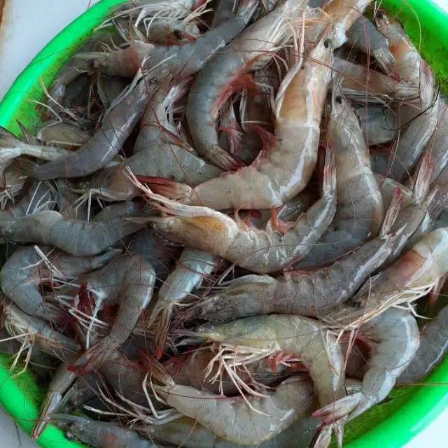 

(Good) UDANG SEDANG 250 GRAM