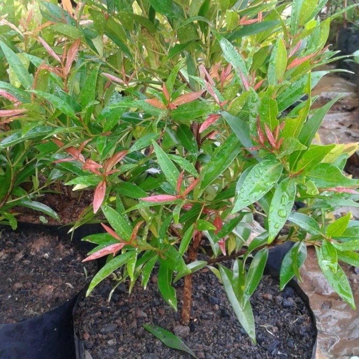 [BestSeller] PROMO tanaman pucuk merah 30cm//pucuk merah