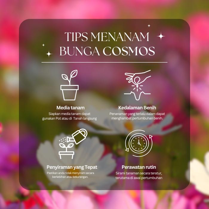 Benih Bibit Biji Bunga Cosmos Krisan Mesir Per 5gr 100 Biji/pack dan Bunga Krisan Delmatia/Bunga