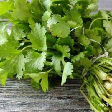 Benih Daun Ketumbar / Coriander Favor Known You Seed 10 Gram KYS