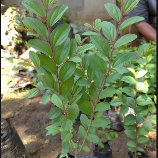 Pohon bidara arab asli,bibit pohon bidara arab