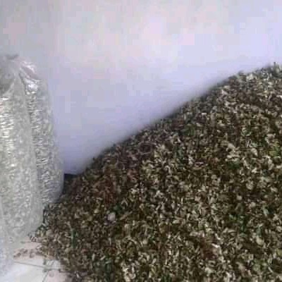 (BestSeller) Daun bidara kering 1 kg super