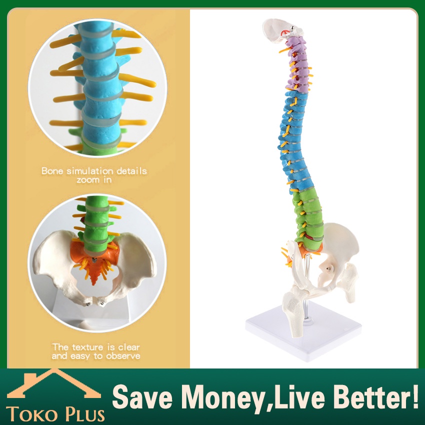 

Alat Peraga Kerangka Model Manekin Tulang Belakang Manusia / Anatomi Kerangka Tulang Belakang