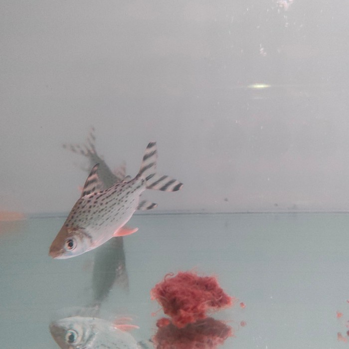 JTTOP" IKAN RFF RED FEIFENG