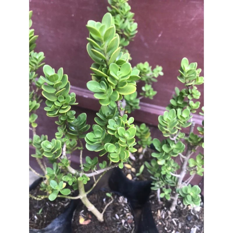 {{ Santigi mawar Daun Bulat Ready}}