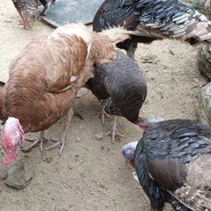 Ayam kalkun hidup dewasa sepasang indukan sudah siap bertelur