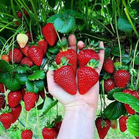 (BestSeller) Benih buah strawberry california jumbo