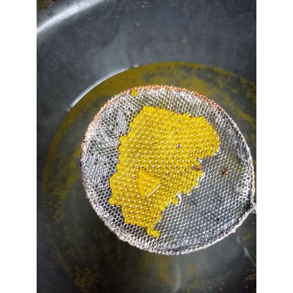 

(BestSeller) BERGARANSI Telur gurame soang berkualitas (Paket 1000 butir) 100 butir