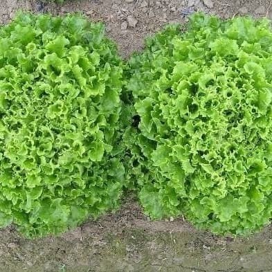 benih bibit seledri keriting hijau summer green known you seed - kys