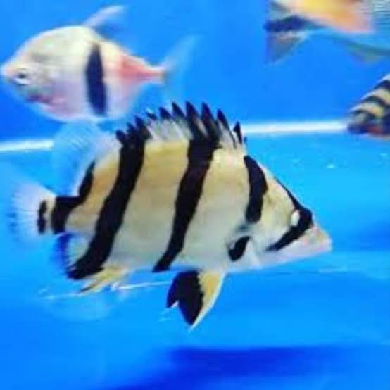 Datz NTT Tigerfish Datnioides Polota