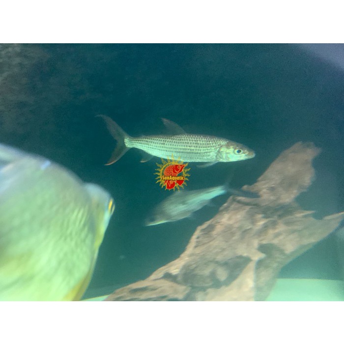 Vittatus Tiger Fish / Tigerfish