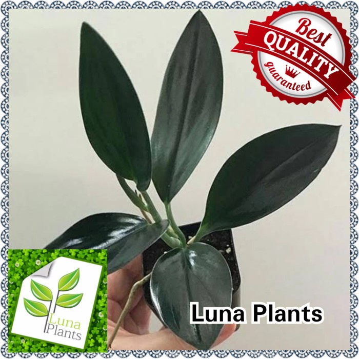 Baru- Tanaman hias scindapsus black borneo - scindapsus treubii dark form