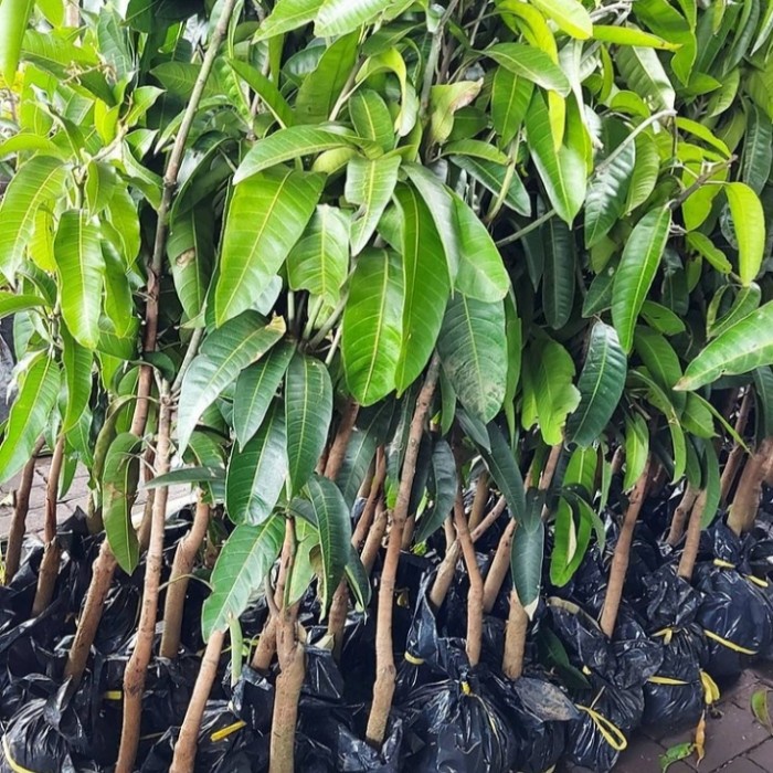 PROMO BIBIT TANAMAN BUAH MANGGA / POHON MANGGA CANGKOKAN PACKING AMAN
