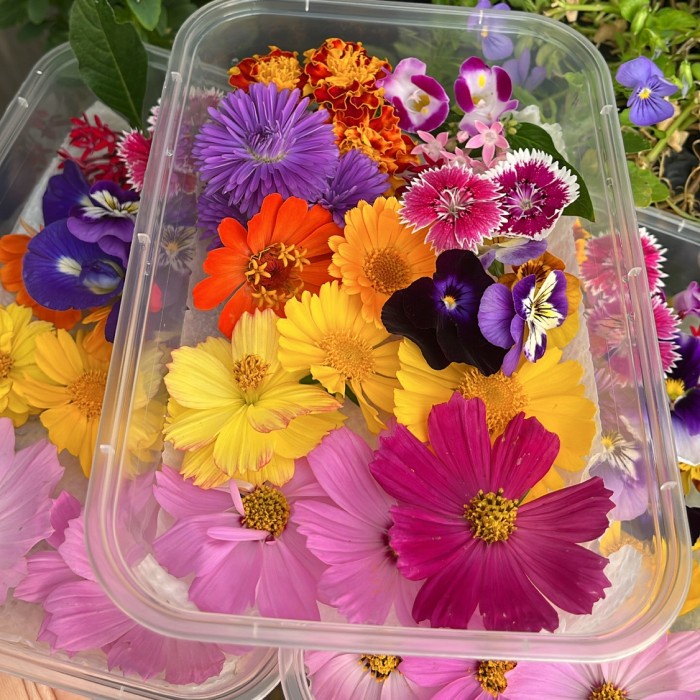 

Lezat- Edible flower mixed (bymich)