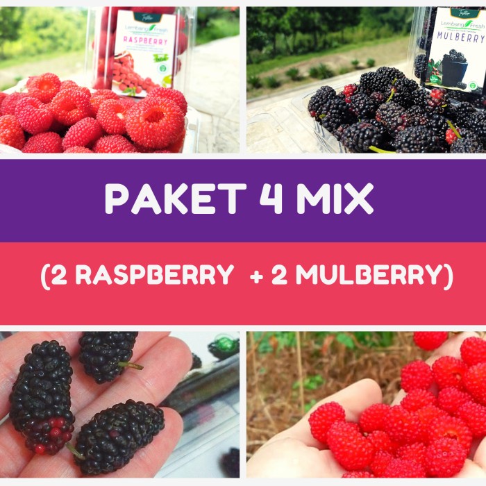 

Lezat- paket 4 mix Raspberry Mulberry buah Fresh Lembang