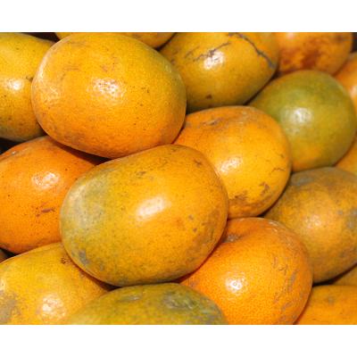

Lezat- Jeruk Medan Segar 1 kg