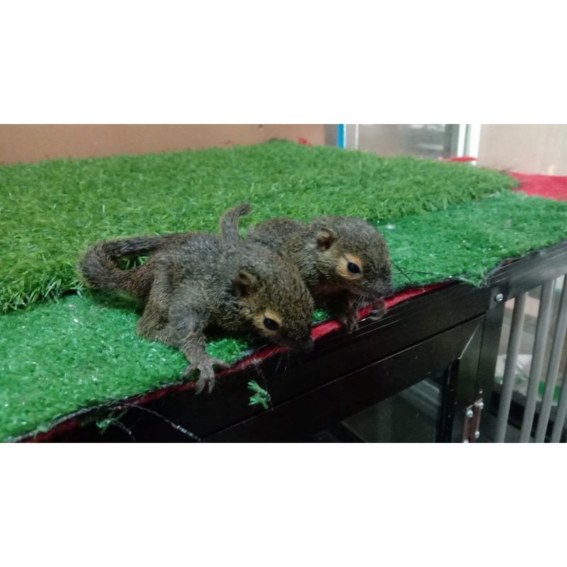 bajing kelpaa tupai kelapa (umur 1-3 bulan )