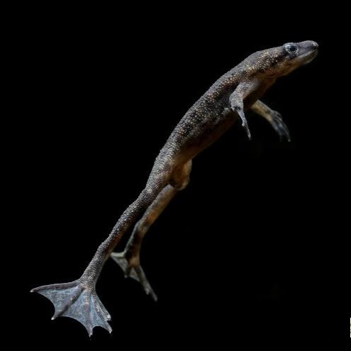 African Dwarf Frog Black full aquatic Katak hias aquascape