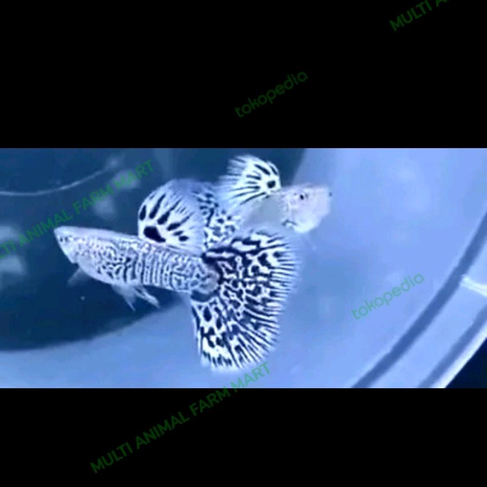 Guppy Blue Ivory Tiger / Jantan / Betina / Aquascape