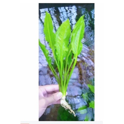 Amazon sword tanaman aquascape/Ecinodurus Amazon Sword