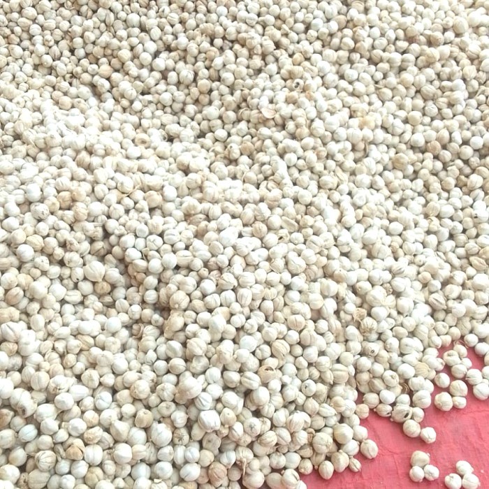 

Kapulaga Putih Premium 1 kg/ Kapol Putih / White Cardamom