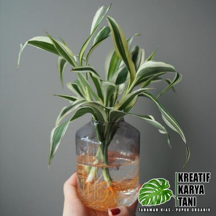 murah- Bambu hoki varigata tanaman hidup di air - Bambu hoki varigata
