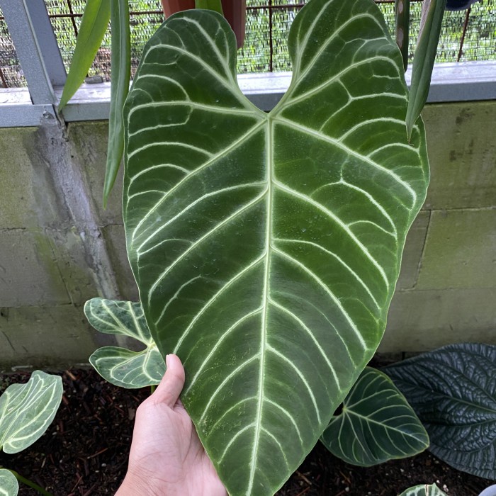 Hot Sale Anthurium Regale Ecuador Readyy