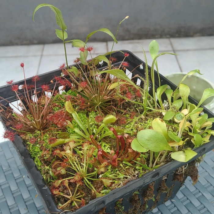 Hot Sale Terrarium / Paludarium Tanaman Karnivora Fullset Readyy
