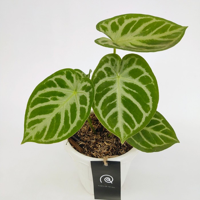 Hot Sale Anthurium 'Dorayaki' Hybrid - Tanaman Hias Koleksi / Houseplant Original