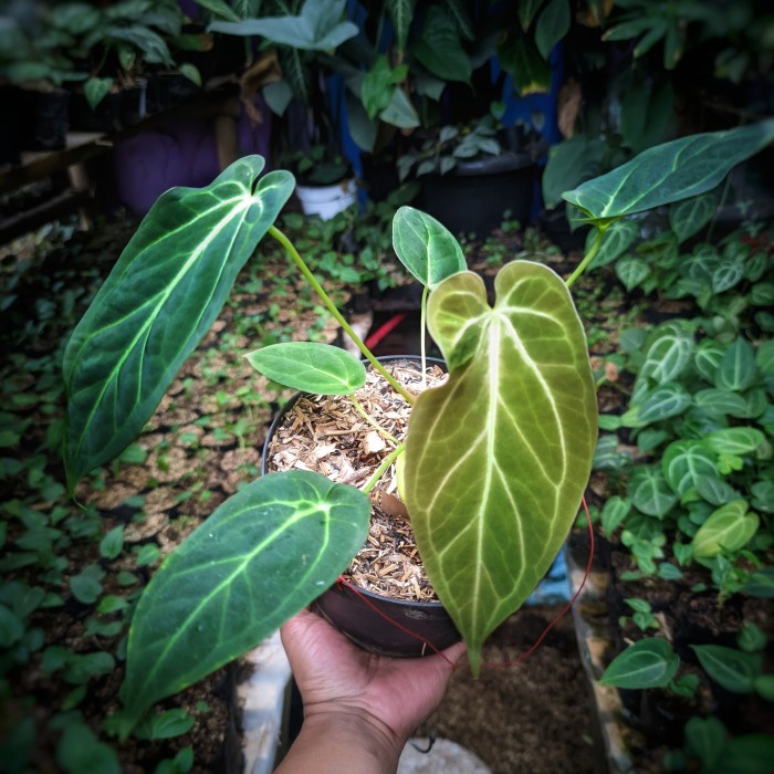 Hot Sale Anthurium Warocqueanum X Waterbuyanum Original