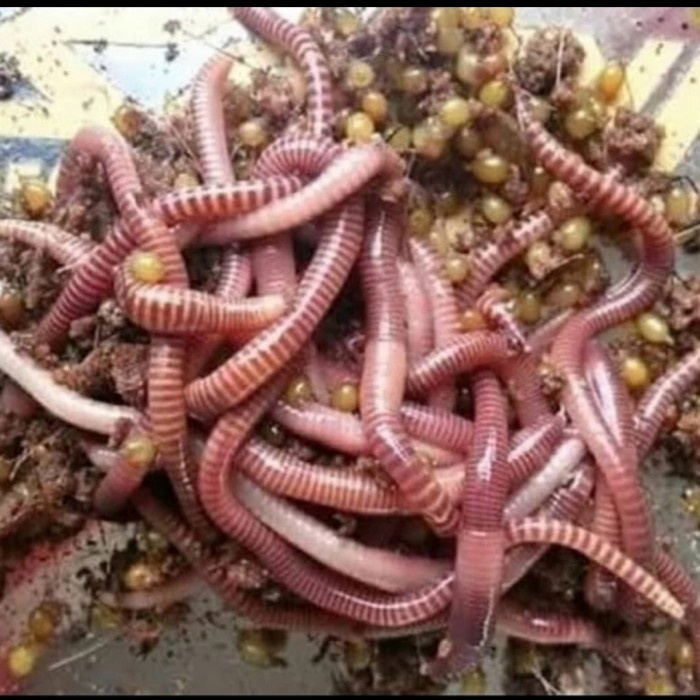 Ready Cacing Tanah 1 Kg Umpan Pancing, Pakan Ikan Dll