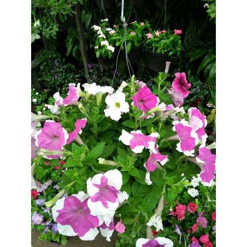 Terlaris- Tanaman Bunga Petunia Hybrida + Pot Gantung - Bibit Tanaman Hias Bunga