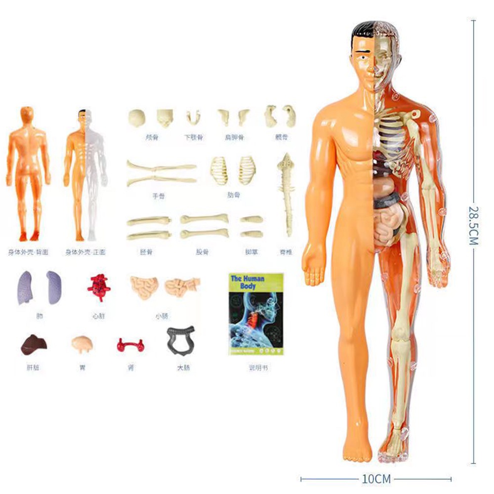 NEW 3D Human Body Torso Model Viscera Early Learning Toy For Children Educational Assembly DIY Human