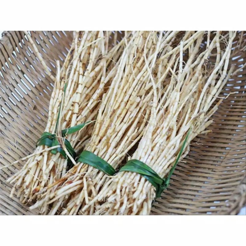 

FRESH akar Alang Alang/ilalang segar obat herbal panas dalm