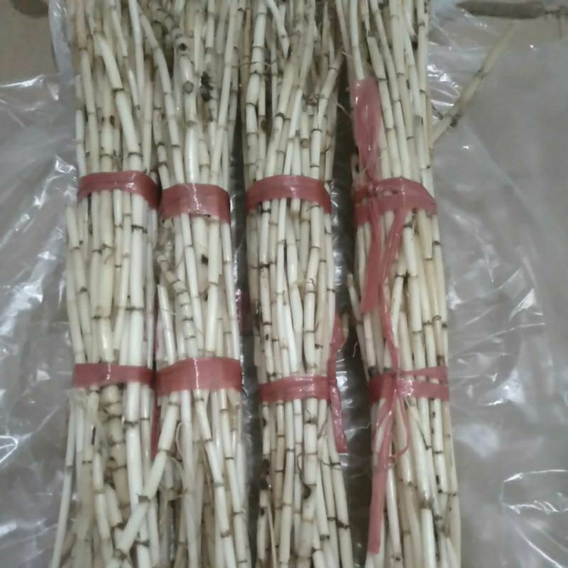 

FRESH Herbal Akar Ilalang Alang Segar