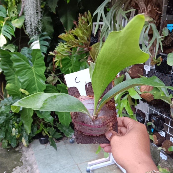 Sale Terbatas Platycerium Hilli Papuanum - Sedang Aman