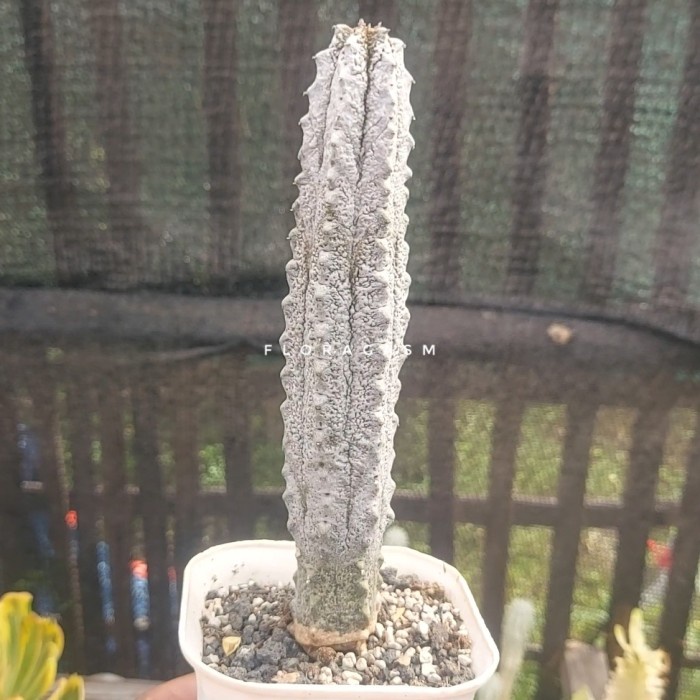 Sale Terbatas Euphorbia Abdelkuri Aman