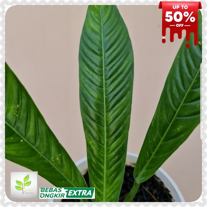 Fresh Flower Philodendron Lynette Tanaman Hiaa Philodendron Lynette