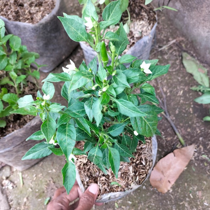 Fresh Flower Paket 3 Tanaman Hias Bumbu Dapur Seledri,Cabe Rawit, Kemangi Rimbun