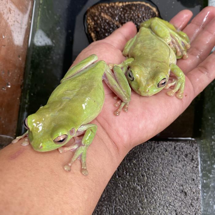 Ready KATAK PESEK DUMPY TREE FROG KODOK POHON