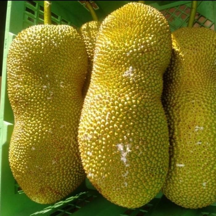 

BisaInstan- Buah Cempedak Segar Dan Manis