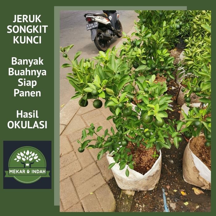 

BisaInstan- bibit pohon jeruk songkit kunci/ jeruk kip peras /tanaman jeruk kunci