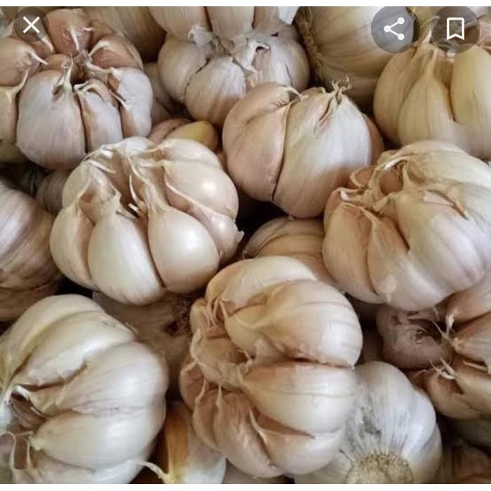 

BisaInstan- Bawang Putih - Bawang Putih Fresh - Bawang