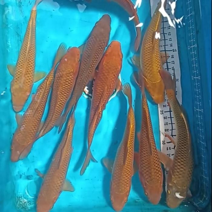 Ikan Koi Chagoi Penjinak Kolam