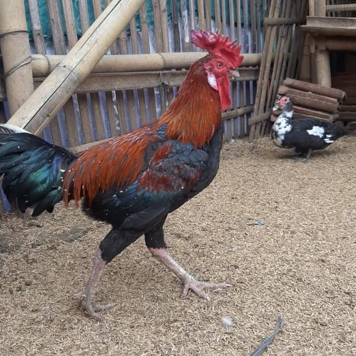 

Ayam/Daging Ayam/Ayam Kampung/Ayam Kampung Asli/Ayam Jago/Jago Super