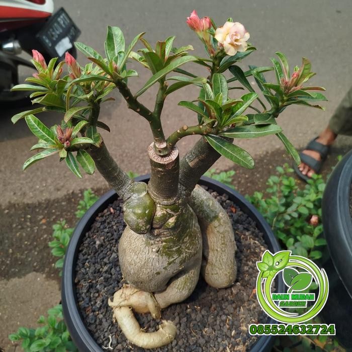 tanaman hias bunga adenium Kamboja Jepang / bonggol besar / kamboja