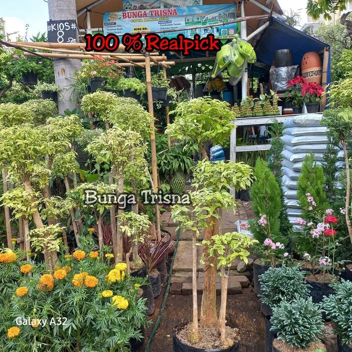 TANAMAN HIAS BONSAI ANTING PUTRI / BONSAI TAMAN SIAP PAJANG TINGGI 1,5