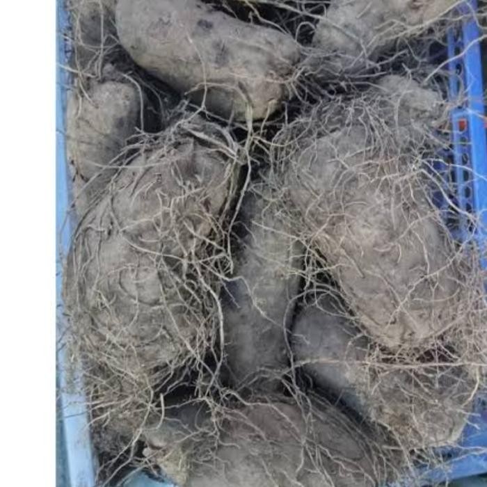 JTTOP" TAISU TALAS UNGU KERIBANG THAI SU UWI UNGU KALIMANTAN PONTIANAK