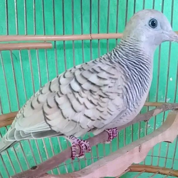 burung perkutut bangkok jantan pilihan terbaru