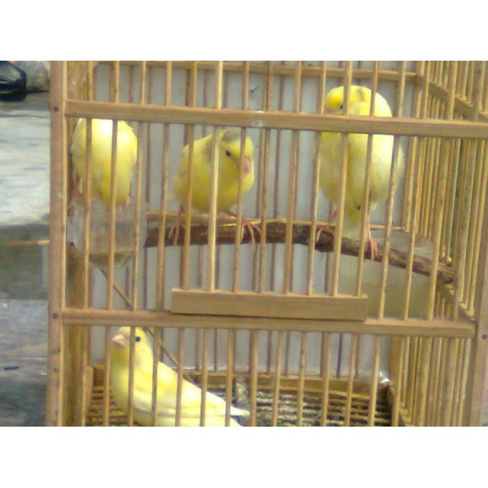Burung Kenari Kuning Garansi Jantan Bunyi Ngeriwik Tggu Gacor 4 terbaru